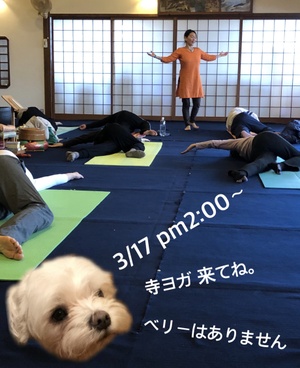明日は寺ヨガです。
