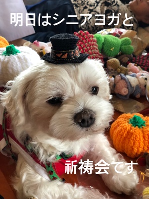 明日はお一日祈祷会です。シニアヨガもあります。