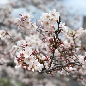 もうすぐ満開祇園白川の桜