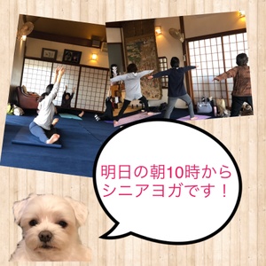明日は２週間ぶりシニアヨガです。