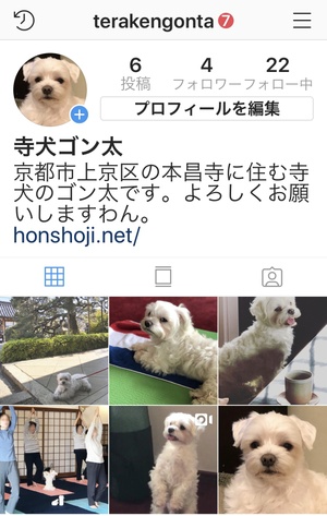 ゴン太日記（インスタ始めました。）