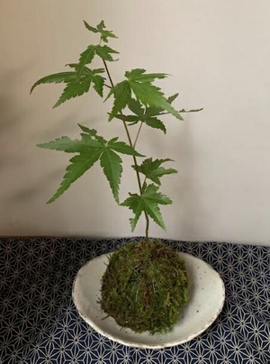 本堂カフェで苔玉のワークショップします。