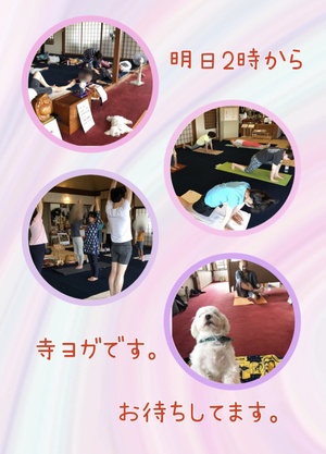 明日は寺ヨガです。