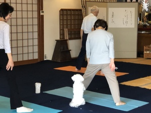 明日はシニアヨガです。