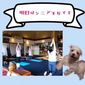 明日はシニアヨガです。