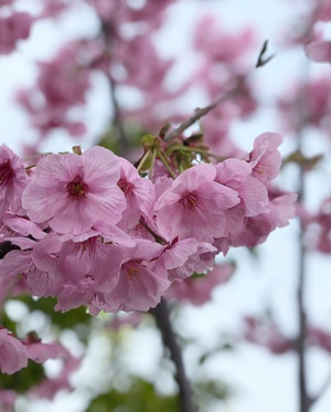 陽光桜とシニアヨガ