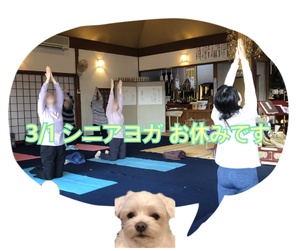 明日は祈祷会、シニアヨガお休みします。