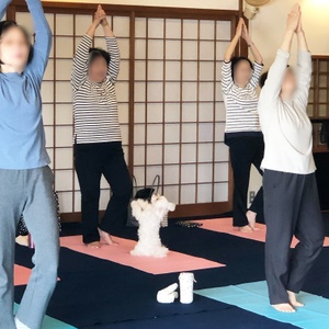 明日は日曜寺ヨガです。