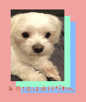 明日は祈祷会です。