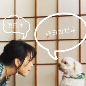 明日は寺ヨガです。