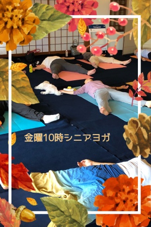 明日はシニアヨガです。